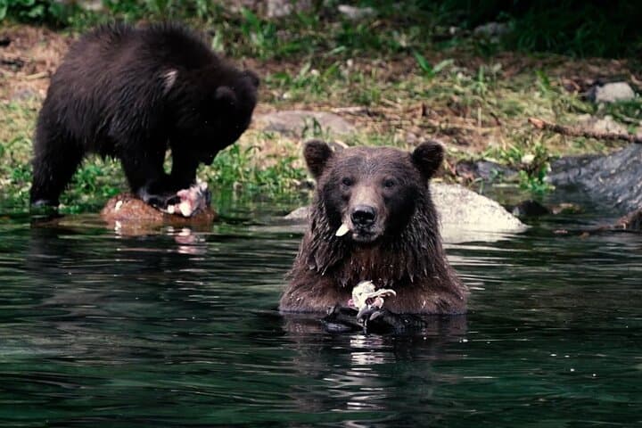 Sitka Whale Watching: Small-Boat Wildlife Adventure in Sitka Sound photo 3