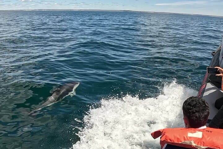 Dolphin-Watching in Golfo Nuevo: Semi-Rigid Boat Tour from Puerto Madryn
