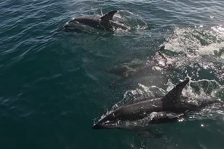 Dolphin-Watching in Golfo Nuevo: Semi-Rigid Boat Tour from Puerto Madryn photo 2