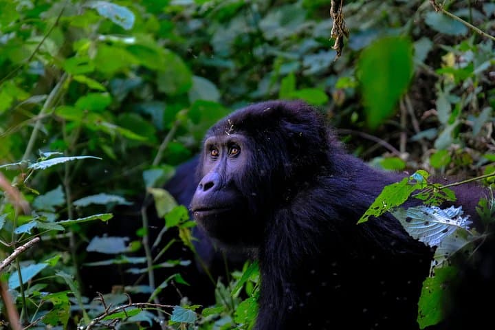 1-Day Gorilla Trekking in Rwanda — Volcanoes National Park Encounter