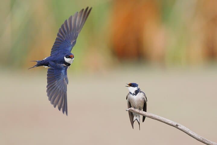 Birdwatching at Geelbek Hide — West Coast National Park Guided Tour photo 6
