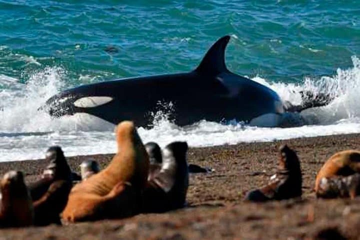 Valdes Peninsula Guided Shore Tour from Puerto Madryn — Caleta Valdés & Wildlife Viewing