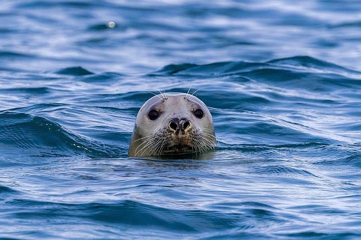 Valentia Island Boat Tour: 1.5-Hour Wild Atlantic Way Cruise from Valentia Harbour photo 3