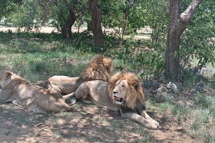 Lion and Safari Park Small-Group Open-Truck Safari — 1 Hour from Johannesburg