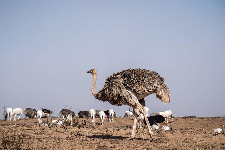 Souss-Massa 4x4 Safari from Agadir — Coastal Dunes, Wetlands & Wildlife photo 3