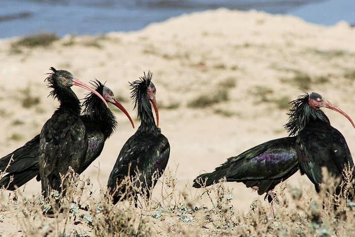 Souss-Massa 4x4 Safari from Agadir — Coastal Dunes, Wetlands & Wildlife photo 4