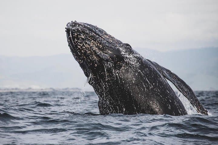 Private Gray Whale Tour from La Paz to Puerto Chale — Small-Group Panga Encounters photo 4