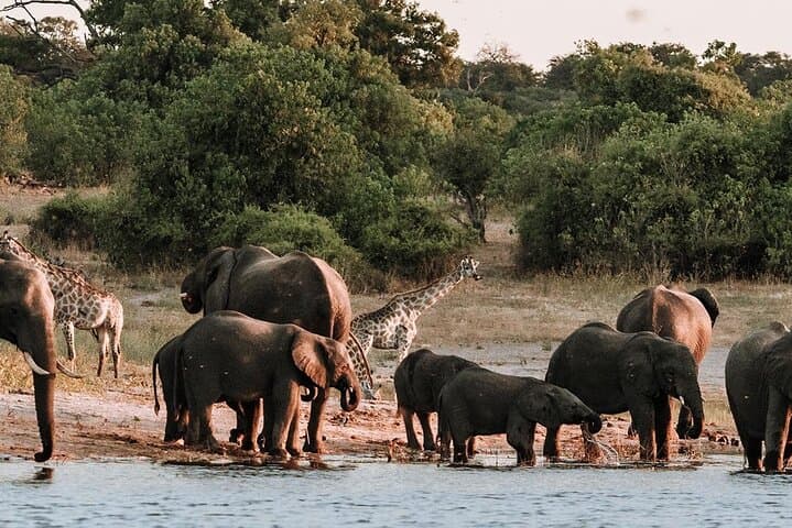 Chobe Botswana Day Trip from Victoria Falls: Day Safari & River Cruise photo 2