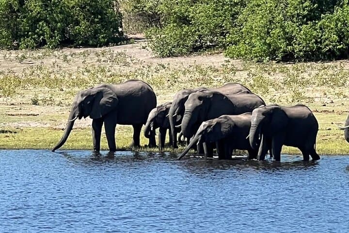 Chobe Botswana Day Trip from Victoria Falls: Day Safari & River Cruise photo 3