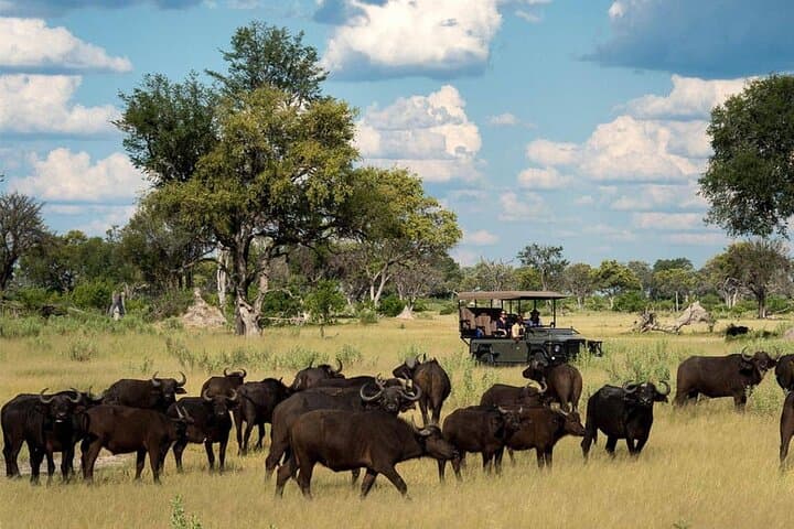 Chobe Botswana Day Trip from Victoria Falls: Day Safari & River Cruise photo 4