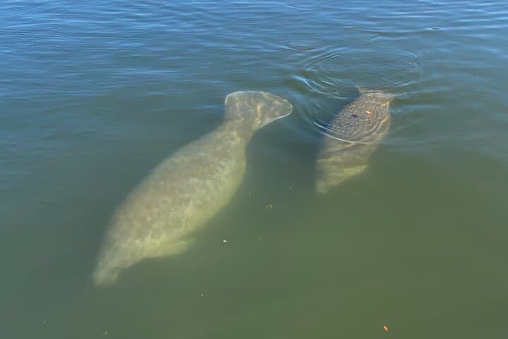 Kings Bay Eco Tours: Crystal River Manatee & Spring Wildlife Cruise photo 6
