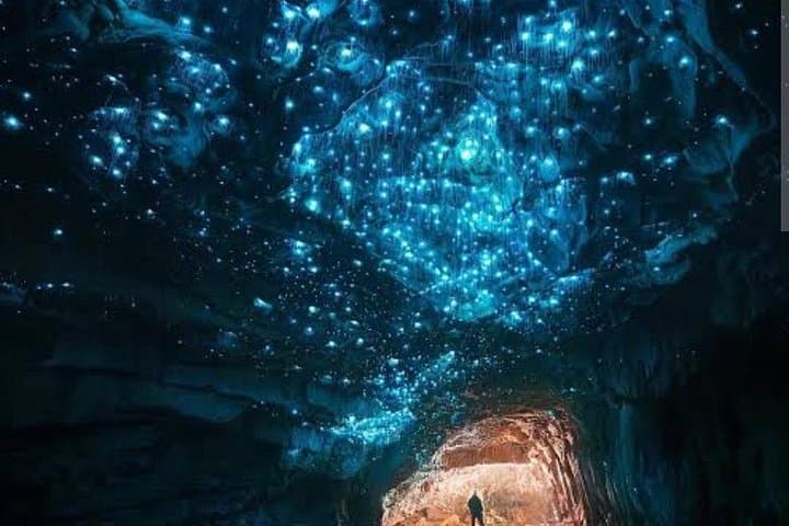 Waitomo Glowworm Caves & Ruakuri Cave: Day Trip from Auckland to See Glowworms photo 2