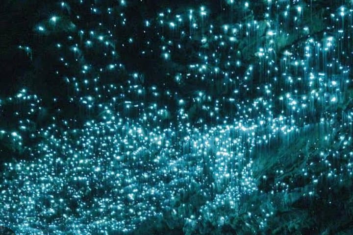 Waitomo Glowworm Caves & Ruakuri Cave: Day Trip from Auckland to See Glowworms photo 4