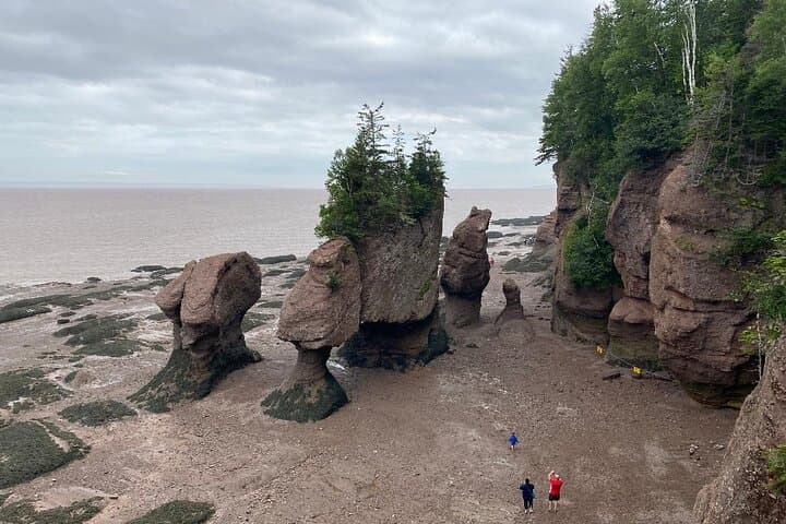 Shore and Hopewell Rocks Guided Tour: Bay of Fundy Tidal Experience