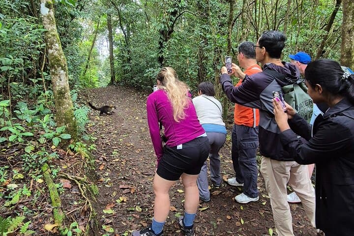 Monteverde Cloud Forest Guided Walk — Quetzal, Bellbird & Hummingbird Garden