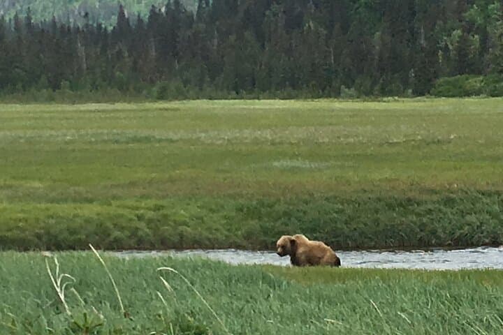 Lake Clark Bear Viewing Airplane Tour: Alaska Day Trip from Anchorage photo 4