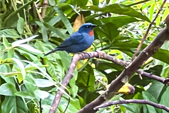 Hand-Feed Hummingbirds at Rocklands Bird Sanctuary — Montego Bay Day Trip photo 2