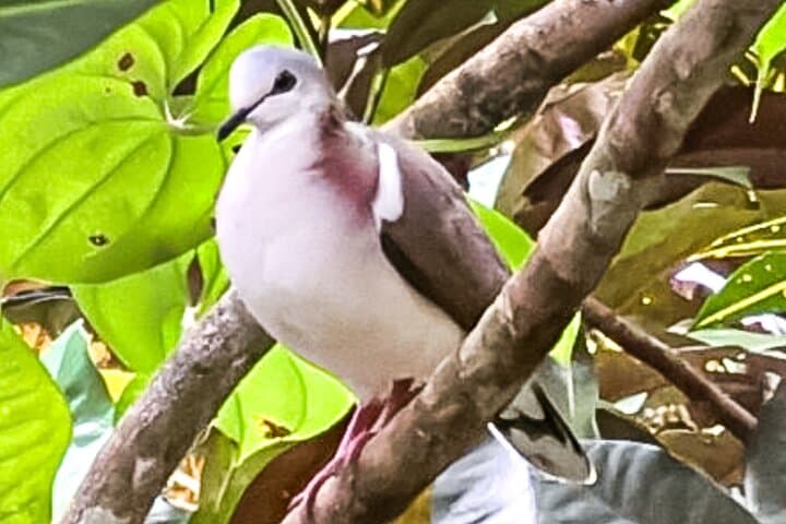 Hand-Feed Hummingbirds at Rocklands Bird Sanctuary — Montego Bay Day Trip photo 5
