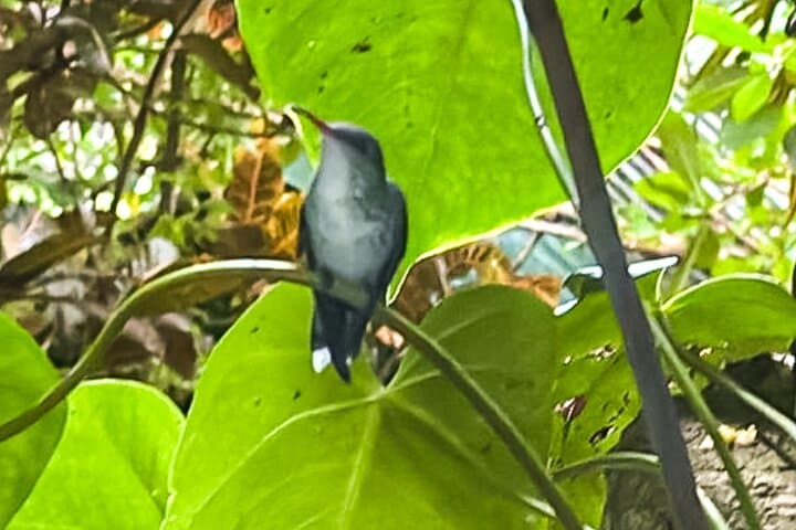 Hand-Feed Hummingbirds at Rocklands Bird Sanctuary — Montego Bay Day Trip photo 4