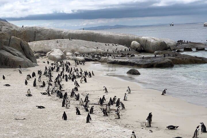 Private Cape Point Tour: From Peaks to Penguins — Cape Town Day Trip photo 2