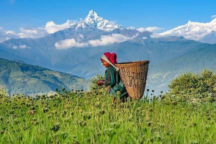 Australian Camp & Dhampus: Easy 2-Day Hike from Pokhara photo 5