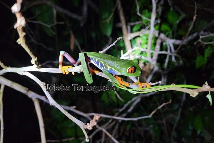 Tortuguero 2-Hour Night Wildlife Walk: Guided Nocturnal Rainforest Tour photo 1