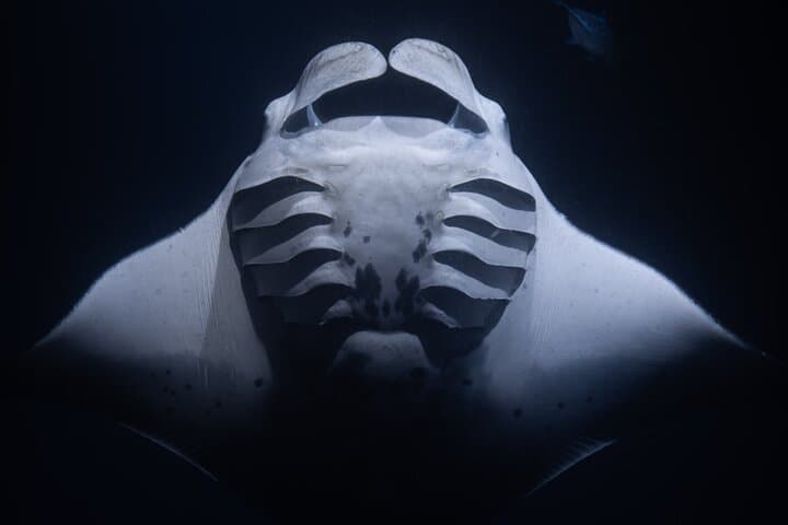 Kona Night Manta Ray Snorkel: Close-Up Ocean Encounters with Free Videos photo 1