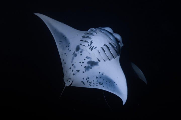 Kona Night Manta Ray Snorkel: Close-Up Ocean Encounters with Free Videos photo 2
