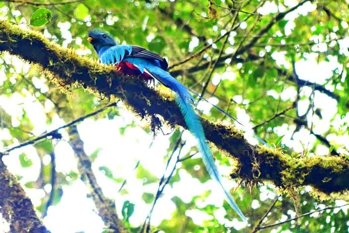 Cloud Forest Hike 30 Minutes From San José: Cerro Dantas Slow-Hiking for Birds & Sloths photo 3