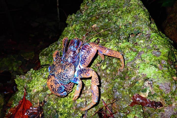 Night Jungle and Milky Way Stargazing on Miyako Island photo 2