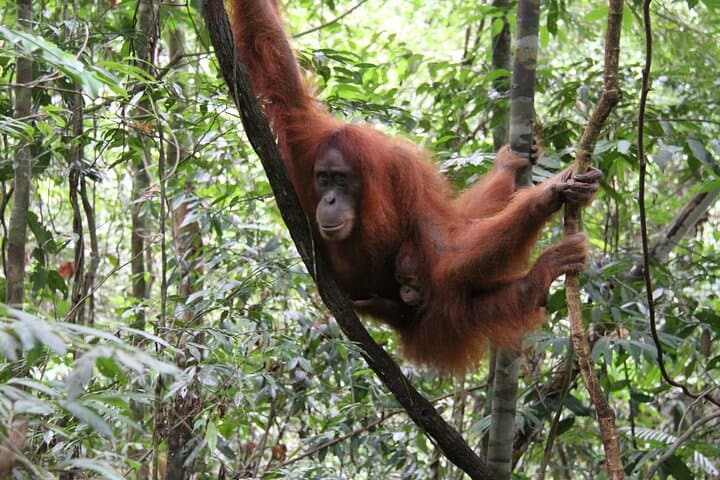 2-Day Bukit Lawang Orangutan Jungle Trek from Medan photo 5
