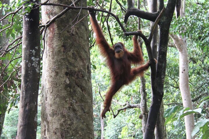 2-Day Bukit Lawang Orangutan Jungle Trek from Medan photo 6