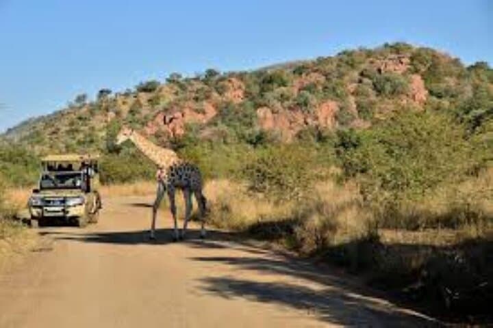 Mosi-oa-Tunya Rhino Walk and Game Drive — Livingstone Wildlife Experience photo 4