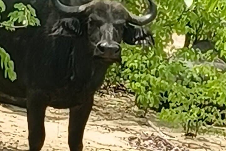 Mosi-oa-Tunya Rhino Walk and Game Drive — Livingstone Wildlife Experience photo 6