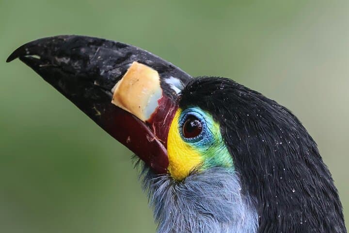 10-Day Birding & Photo Tour: Andes to Amazon Ecuador