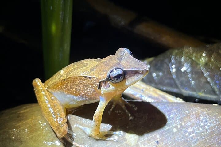 10-Day Birding & Photo Tour: Andes to Amazon Ecuador photo 2