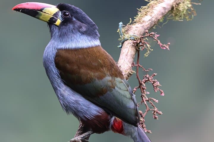 10-Day Birding & Photo Tour: Andes to Amazon Ecuador photo 3