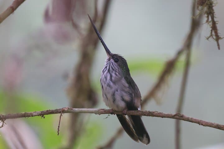 10-Day Birding & Photo Tour: Andes to Amazon Ecuador photo 5