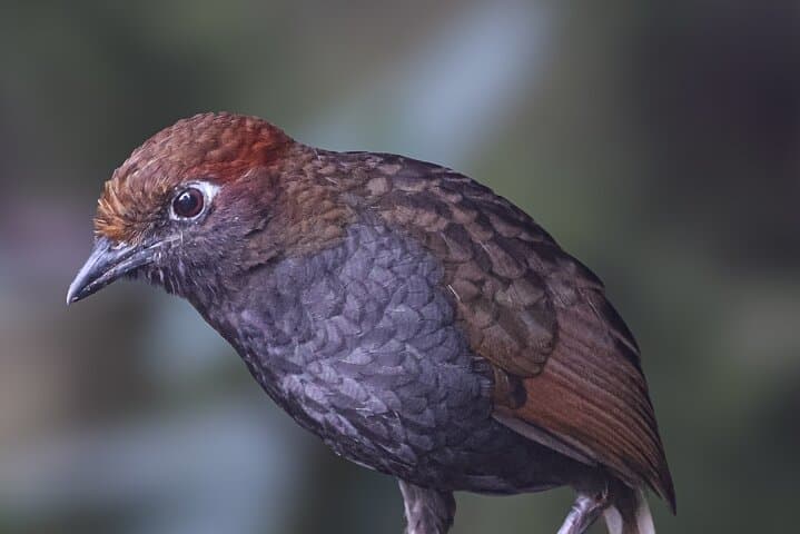 10-Day Birding & Photo Tour: Andes to Amazon Ecuador photo 6