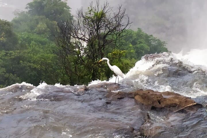 Iguazu Falls Day Trip: Visit Brazil & Argentina in One Day photo 6