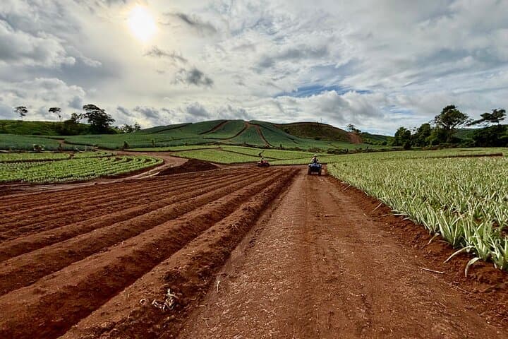 Panama ATV Pineapple Farm Tour: Mud, Hills & Finca Visit photo 6