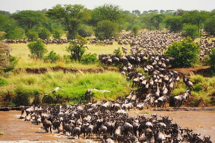 3-Day Maasai Mara Safari from Nairobi: Big Five, Migration & Maasai Visit