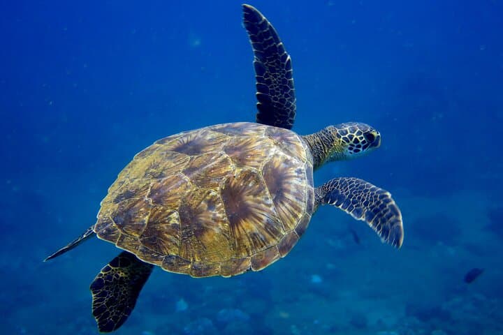Private Whale Watch and Snorkel Off Kaua'i — Kauai Morning Charter photo 5