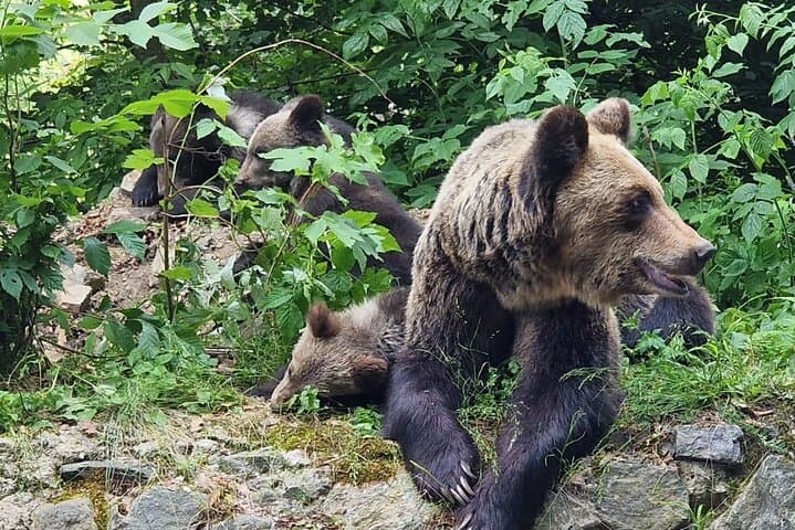 Private Day Tour from Bucharest: Libearty Brown Bears & Râșnov Fortress photo 3