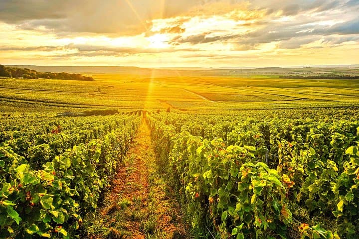 Full-Day Moët & Chandon Tasting & Private Champagne Tour — Épernay & Hautvillers photo 4