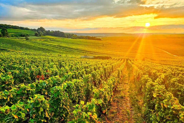 Ruinart Champagne Tasting & Private Reims Tour — Cellars, Cathedral, Grower Visit photo 5