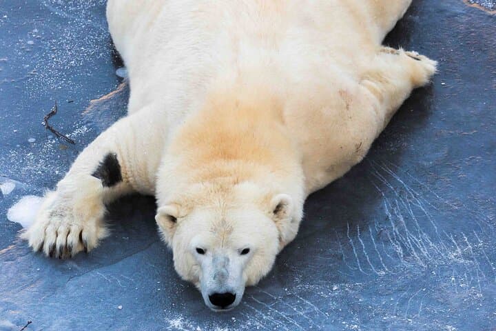 Ranua Wildlife Park Day Trip from Rovaniemi — Insider Guided Tour