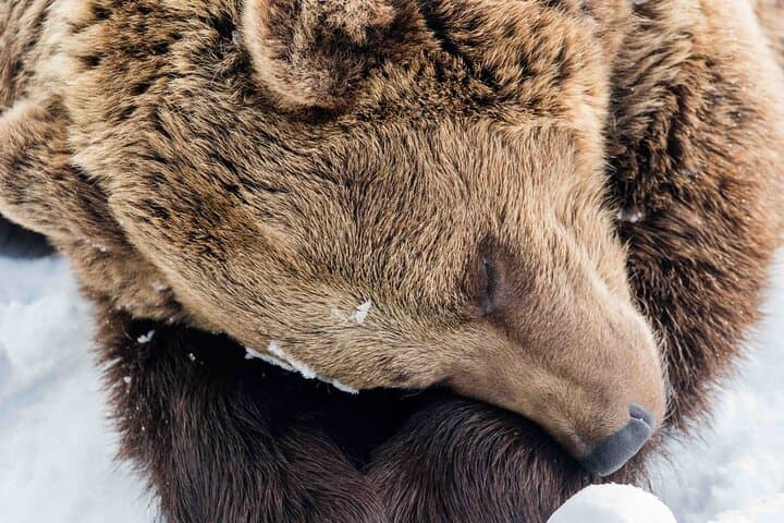 Ranua Wildlife Park Day Trip from Rovaniemi — Insider Guided Tour photo 2