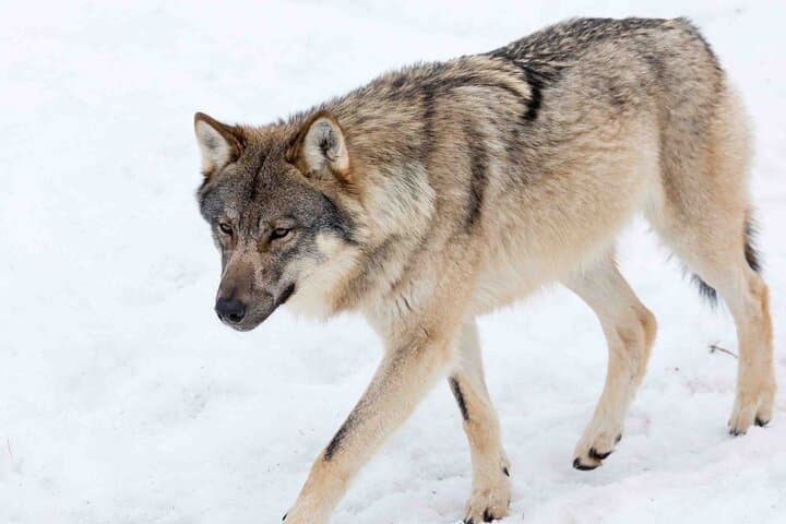 Ranua Wildlife Park Day Trip from Rovaniemi — Insider Guided Tour photo 3