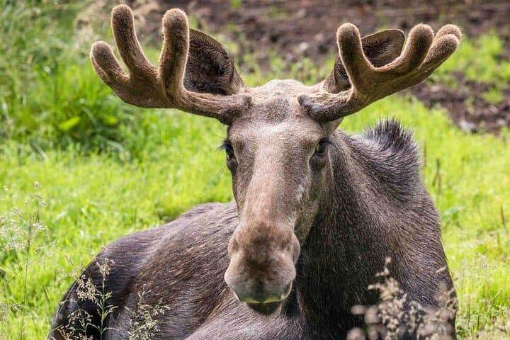 Ranua Wildlife Park Day Trip from Rovaniemi — Insider Guided Tour photo 6